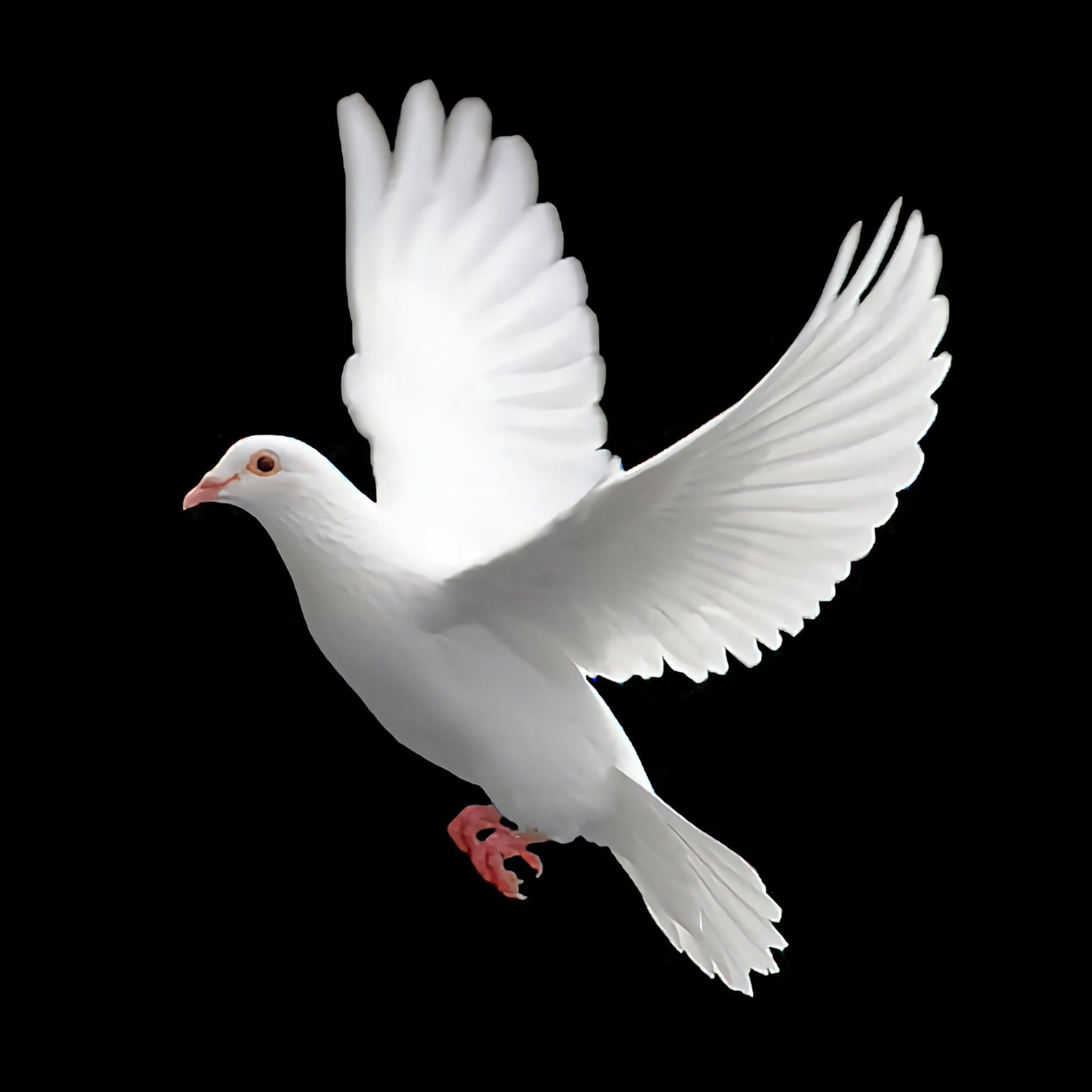 fly to the sky