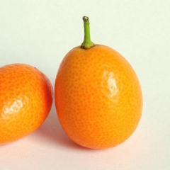 KUMQUAT
