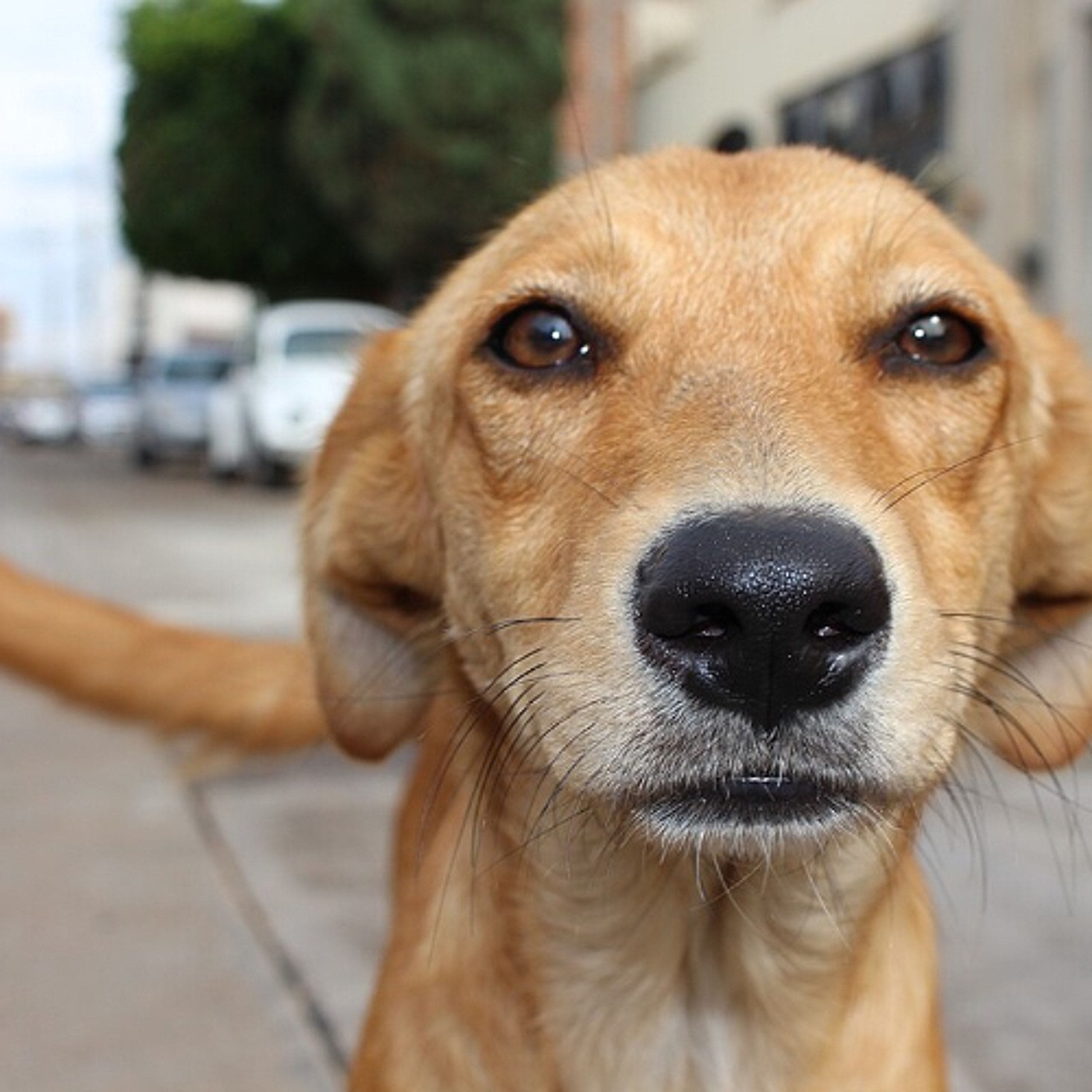 Rádio Cruz de Malta FM 89,9