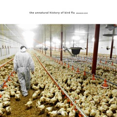 381 / The Unnatural History Of Bird Flu / Brandon Keim