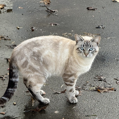 California waiting #2