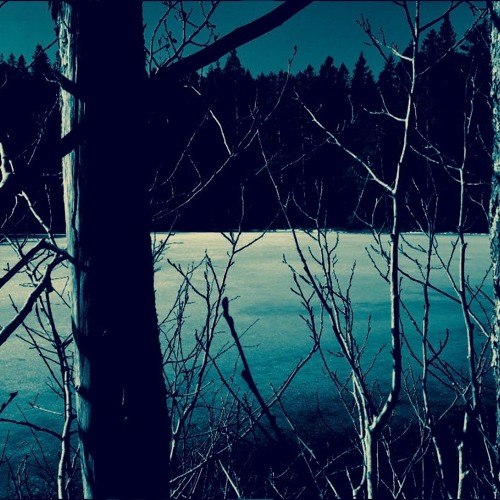 Swedish Eerie Nocturnal Forest