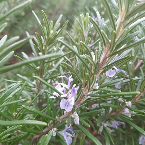 ROSEMARY