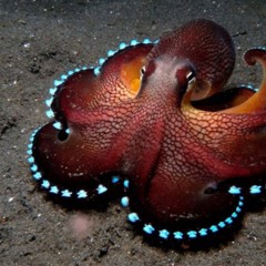 Neon Nights Octopus the Octopus Grooves