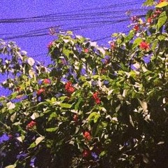 downpour - Japanese Surplus