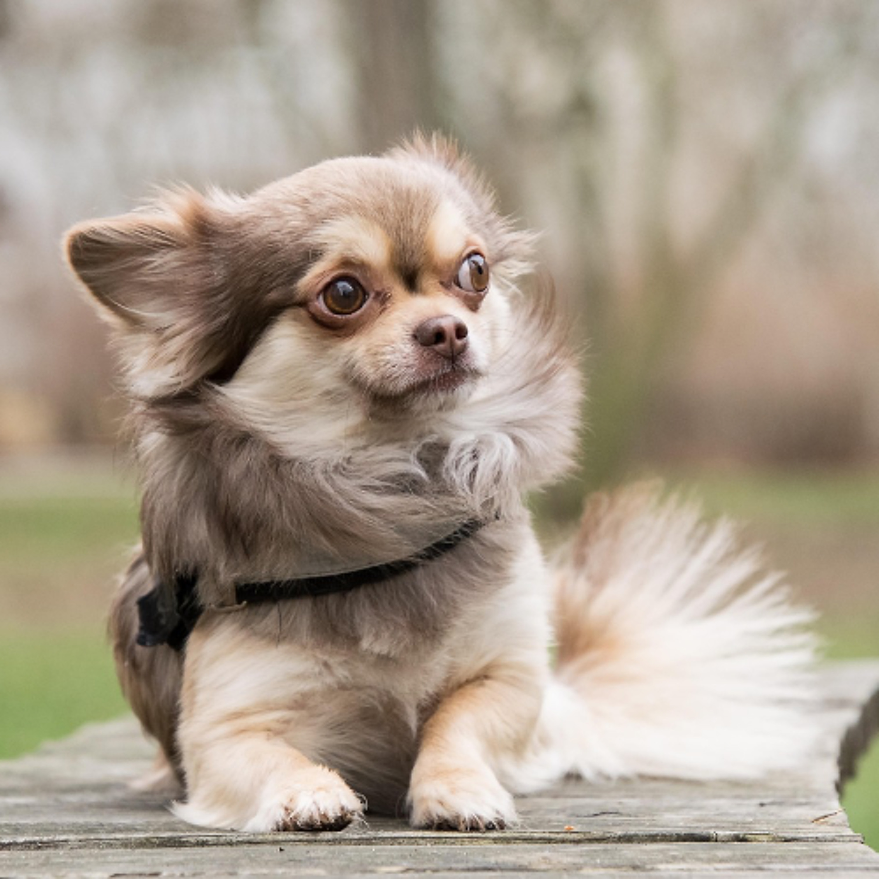 Quattro Stagioni_230 Cane piccolo, medio o grande?