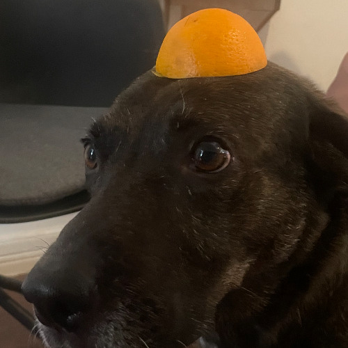 Music that scares my dog pt 3