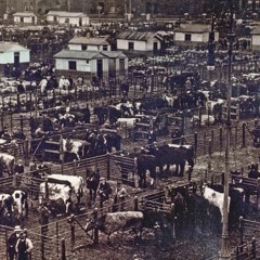 A Brief History of the Dublin Metropolitan Cattle Market