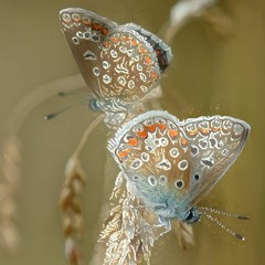 butterflies (king theta)