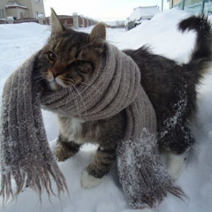 озноб