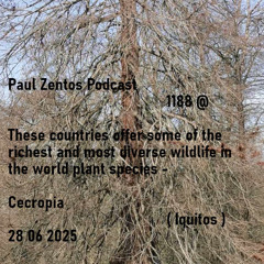 Paul Zentos Podcast 1188 @ These countries offer some of the richest and most diverse wildlife in the world plant species - Cecropia ( Iquitos ) 28 06 2025
