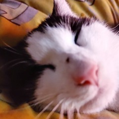 Erin Jeary - no suprises