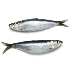 Sardine