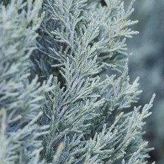 wichita_blue_juniper