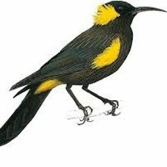 Kauai 'O'o bird call