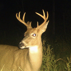 dopedealer - HUNTERCORE RADIO NASCAR (dopy wanna be mix)