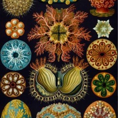 MITA LUPA : Cryptic :: 4-track 1994