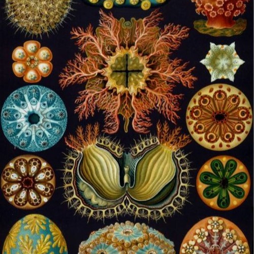 MITA LUPA : Cryptic :: 4-track 1994