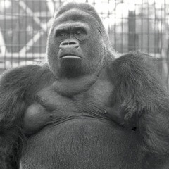 London zoo world music podcast