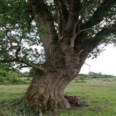 Great Tree Beauties 1: Hatfield Forest and the Doodle Oak tree