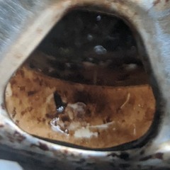 Echowave Blistertale