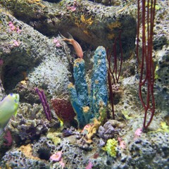 Mit Jesus kannst du Fische streicheln.m4a