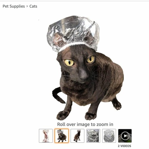 Stupid cats videos best sale