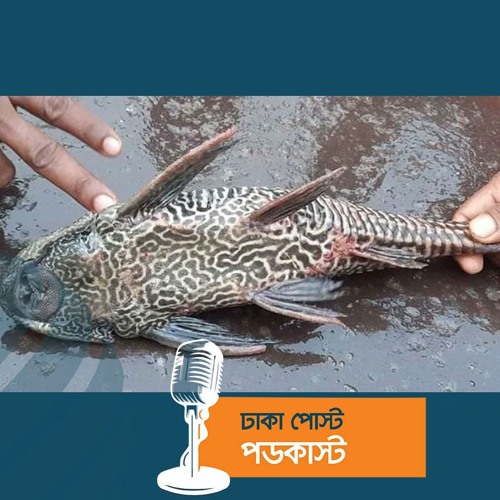 মাছটি কিনল না কেউ, আড়তে ফেলে গেলেন জেলে | Dhaka Post