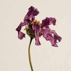 DEAD FLOWERS