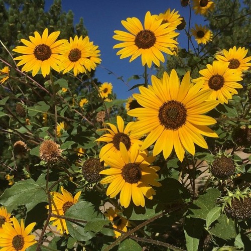 Sunflower Field Draft1