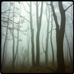 pale surface