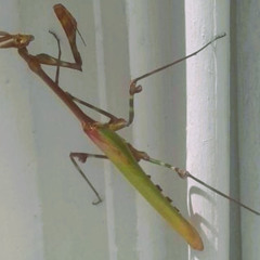 Praying Mantis