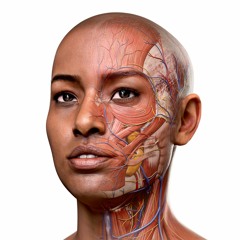 Anatomy Primal 3D Interactive Series 4. Spine Download UPDATED
