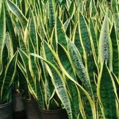 Snake Plant