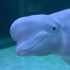 A day of Beluga(벨루가의 오후)