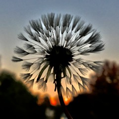 Acef Stripe and Other More Interesting Music