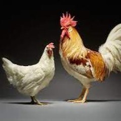 Come here my hen