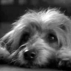 Come Outside Remix - Pippin Missin