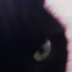 Black Cat.Green Eyes. (2021)