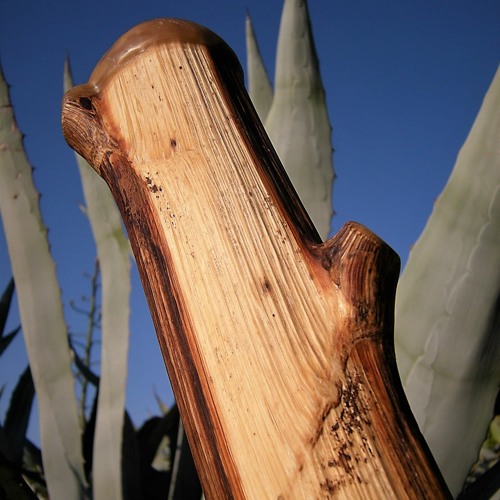 Stream AGAVE-DIDGERIDOO in C (DO) by TIM BERNHARDT - Sustainable  Instruments | Listen online for free on SoundCloud
