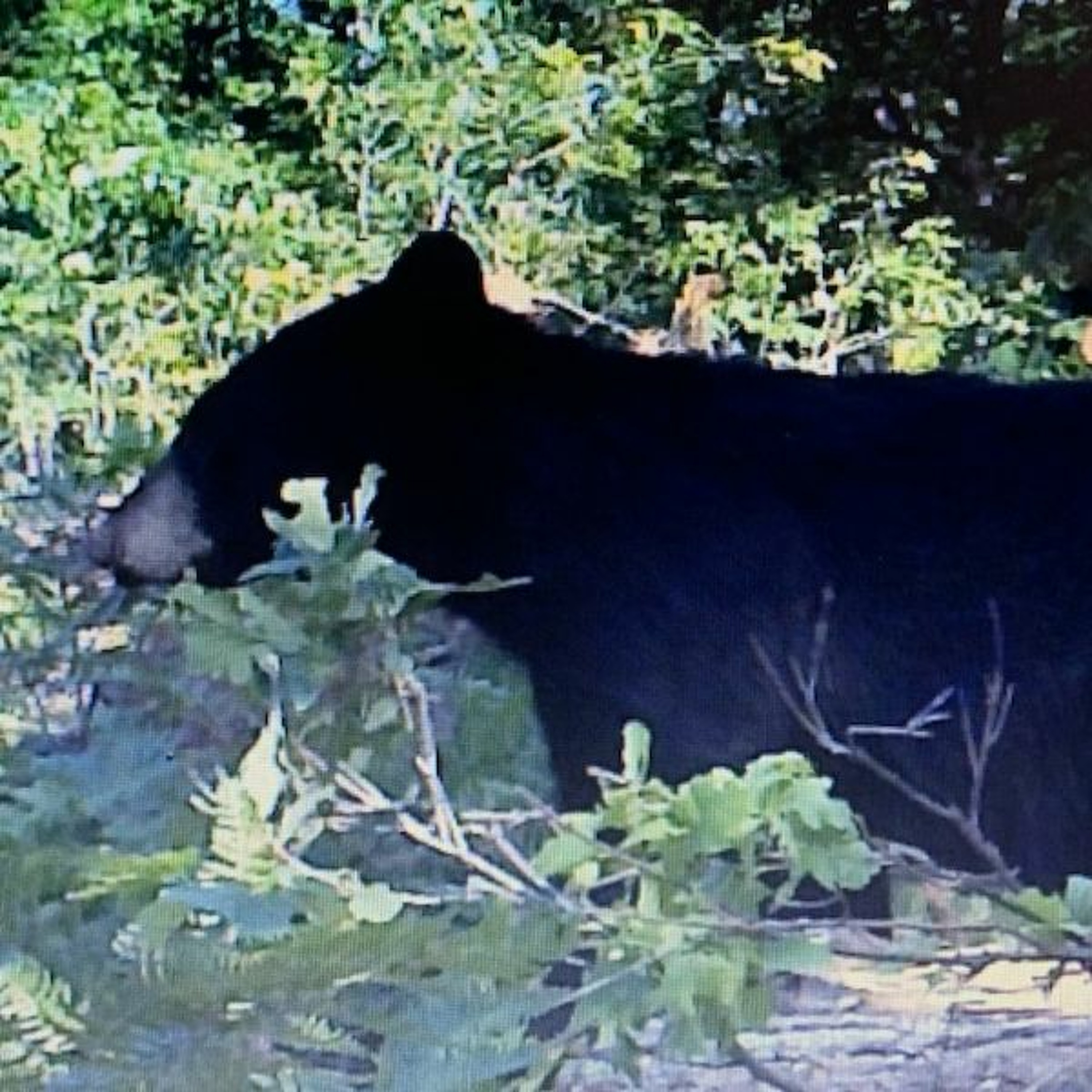 Black Bear Hunting & Stuff