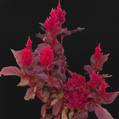 Hymn of the Black, Dying Sun