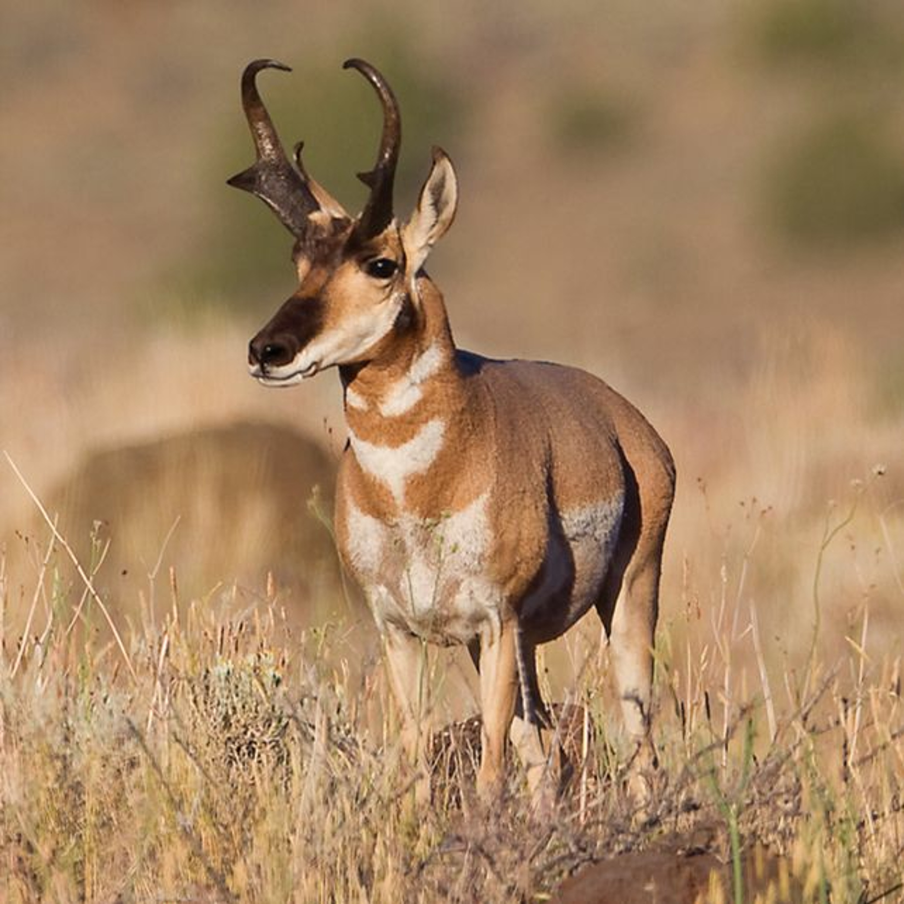 E52 - 2022 Antelope Hunting Season