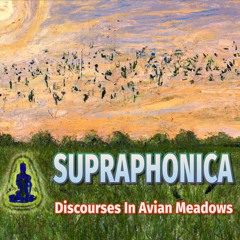 Discourses In Avian Meadows (Alpha)