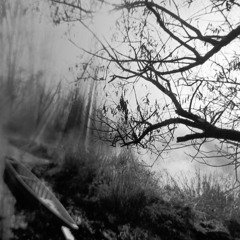 Dreamlike fog