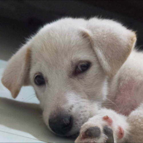 Mẹ ơi con nghe Tết đến đít r