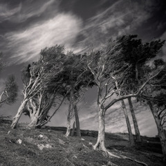 West Winds