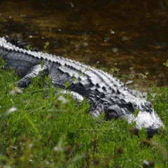 Jeev - Disappear (Fast)