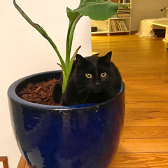 Golden Oldies Hollowstreet