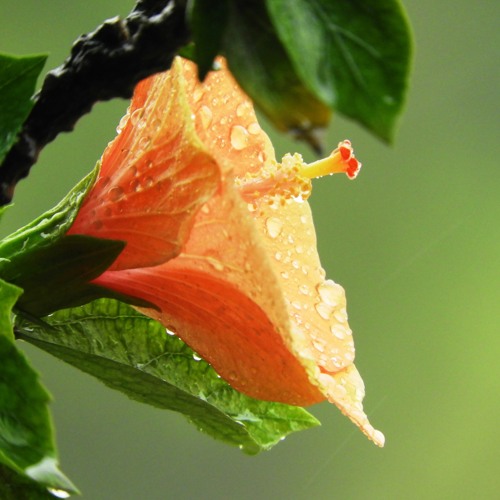雨上がりのファンタジア